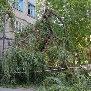 Как спилить сухое дерево во дворе дома в санкт петербурге